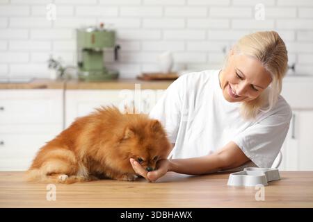 Reife Frau füttert süßen Pommerschen Hund auf dem Tisch in der Küche Stockfoto