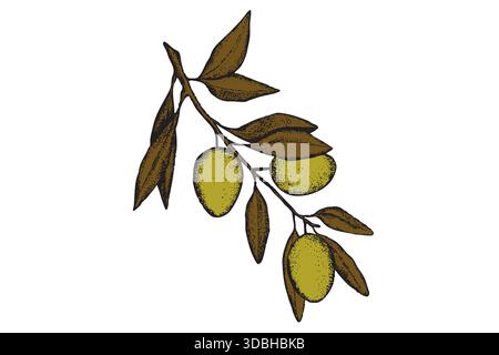 Skizze des olivfarbenen Zweigs. Tattoo Olive Zweige Kollektion. Handgezeichnete Oliven-Set mit Tinte. Illustration des Botanischen Pflanzenvektors. Ein Zweig eines Olivenbaums mit Stock Vektor