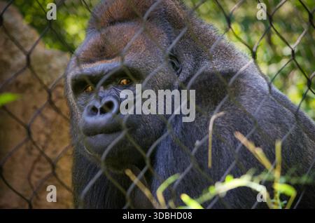 Nahaufnahme eines Gorillas hinter einem Zaun im Lincoln Park Zoo in Chicago, Illinois Stockfoto