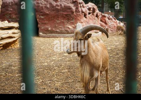Berberschafe (Ammotragus lervia) stehen im Gehege im Zoo von Gizeh, Kairo, Ägypten Stockfoto