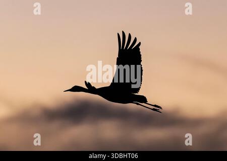 Sandhill-Krane (antigone canadensis) fliegen bei Sonnenaufgang in Süd-AZ Stockfoto