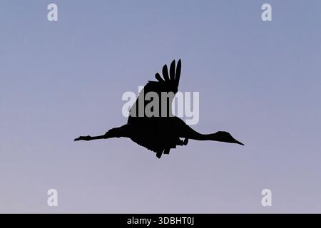 Sandhill-Krane (antigone canadensis) fliegen bei Sonnenaufgang in Süd-AZ Stockfoto