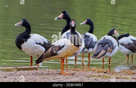 Eine Gruppe von schwarzen und weißen Elbengänsen (Anseranas semipalmata), die am Sandstrand eines Feuchtsees in Victoria, Australien, stehen Stockfoto