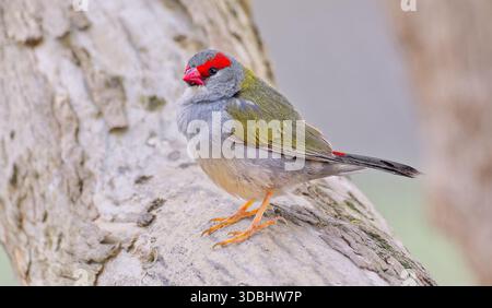 Nahaufnahme eines kleinen olivfarbenen und grauen Feuerschwanzvogels (Neochmia temporalis), der bei bewölktem Wetter auf einem Ast thront, Victoria, Australien Stockfoto