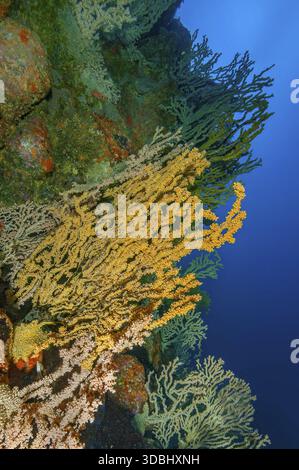 False Black Coral (Savalia savaglia) Crust Anemone Gold Coral Synonym (Gerardia savaglia) wächst auf der Klippe eines felsigen Riffs vulkanischen Ursprungs in earl Stockfoto