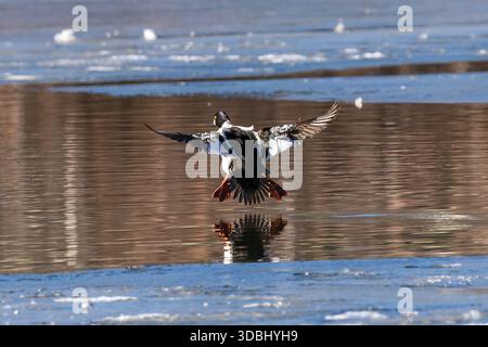 Eine gewöhnliche Goldenaugenente, die mit ausgebreiteten Flügeln und Körper in einem winterlichen See landet. Stockfoto