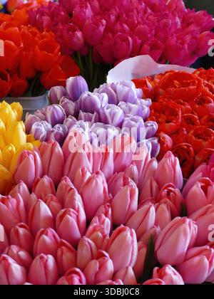 SEATTLE - 23. APR 2025 - bunte Tulpen werden auf einem Blumenmarkt ausgestellt und schaffen eine lebendige und schöne Szene mit verschiedenen pi-Tönen Stockfoto