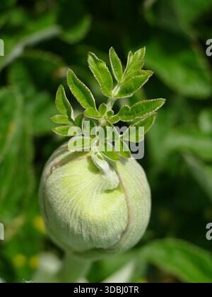 , Seal Rock, in der Nähe von Newport, Oregon Nahaufnahme einer SilberbuschLupine mit ihren einzigartigen haarigen Knospen und leuchtenden grünen Blättern, die in der natürlichen B gefangen gehalten werden Stockfoto