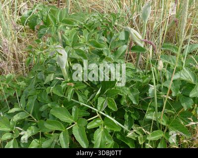 , Seal Rock, in der Nähe von Newport, Oregon, Nahaufnahme einer Giftschürzenpflanze, die im Strandgras im Seal Rock State Park, Oregon, wächst Stockfoto