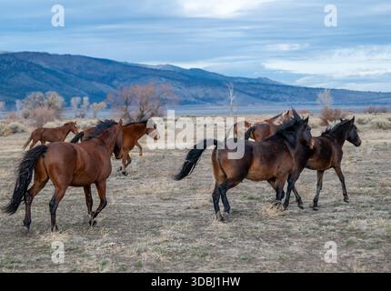 Eine Herde wilder Kastanienpferde galoppiert an einem kalten Wintermorgen in Richtung Washoe Lake mit Carson Mountains im Hintergrund. Stockfoto