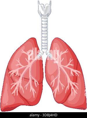 Detaillierte Vektorillustration der menschlichen Lunge und Luftröhre, anatomischer Stil, isoliert auf weißem Hintergrund Stock Vektor