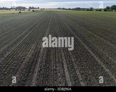 Dynamische Luftaufnahme mit niedrigem Winkel, die den Beginn der Wachstumsperiode erfasst und kleine, junge Pflanzen (wahrscheinlich Sojabohnen oder Mais) zeigt, die in Pre gepflanzt wurden Stockfoto