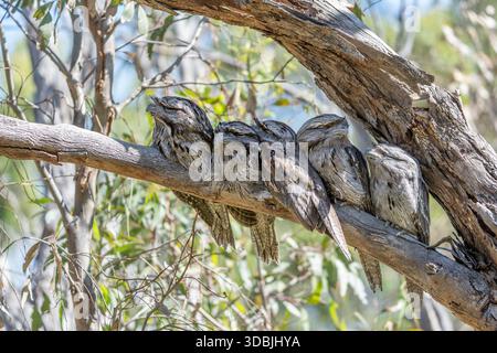 Fünf gelbbraune Frogmouths, getarnt auf einem Baumzweig im Tangari Regional Park Stockfoto