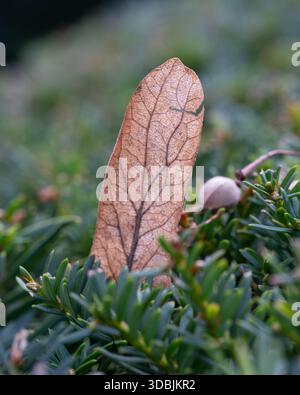Makro eines kleinen Urlaubs im Herbst mit tollen Details Stockfoto