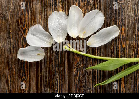 Eine Tulpenblüte mit gebrochener Knospe, die sich in Teilen auf einem dunklen Tisch mit Wassertropfen ausbreitet Stockfoto