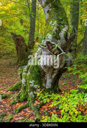 Ein alter Baumstamm bedeckt mit hellgrünem Moos, der komplizierte Wurzeln auf dem Boden mit bunten Herbstblättern enthüllt. Abruzzen, Italien, Europa Stockfoto