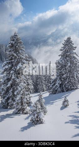 Der Blick auf schneebedeckte Bäume steht majestätisch vor dem Hintergrund wolkenverhüllter Berge und wirft Schatten auf dem unberührten, schneebedeckten Boden Schwang Stockfoto