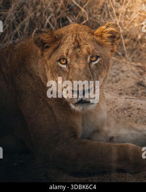 Der Blick auf eine majestätische Löwin mit stechenden Augen liegt inmitten trockener Gräser, die im warmen Glanz der afrikanischen Sonne gebadet sind, Maun, North-West District, Botswan Stockfoto