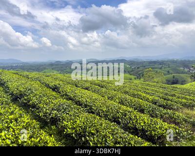 Blick auf lebendige grüne Teepflanzen, die sich über sanfte Hügel unter einem teilweise bewölkten Himmel erstrecken und eine frische Ernte versprechen, Phu Tho, Phú Thọ, Vietnam. Stockfoto