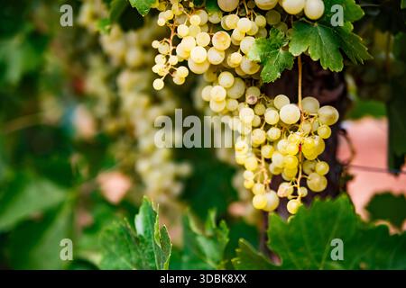 Ein lebhaftes Nahaufnahme fängt einen üppigen Haufen reifer, goldgelber Trauben ein, die an der Weinrebe in einem sonnenverwöhnten Weinberg hängen. Die Trauben, umgeben von Stockfoto