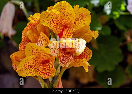 Gelbe King Humbert Blume im Colca Canyon in Peru (Cannaceae) Stockfoto