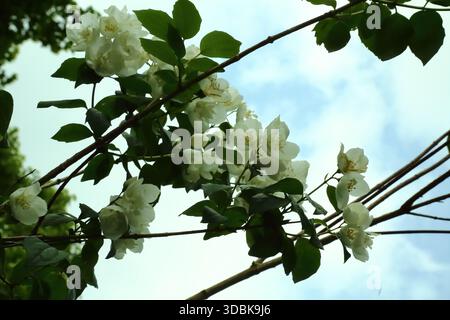 Weiße Jasminblüten auf Ästen vor dem hellen Sommerhimmel Stockfoto