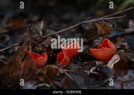 Kleine Pilzgruppe aus Scharlach-Elfenbecher (Sarcoscypha) tiefrot gefärbte Fruchtkörper, die zwischen zersetzenden Eichenbäumen aus organischen Materialien wie le wachsen Stockfoto