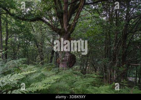Alte knorrige Stieleiche (Quercus robur), die in einem galizischen breiträumigen Mischwald wächst Stockfoto