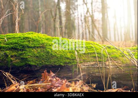 Sonniger Herbstmorgen im Wald. Ein alter, mit grünem Moos bedeckter Holzstamm liegt auf dem Waldboden. Goldene Sonnenstrahlen, die durch die Bäume im Hinterland filtern Stockfoto