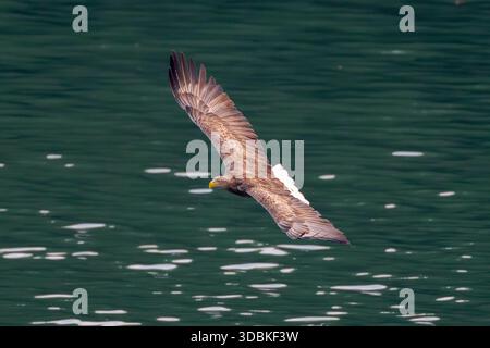 Nahaufnahme des Seeadlers (Haliaeetus albicilla) im Flug, Taiwan Stockfoto