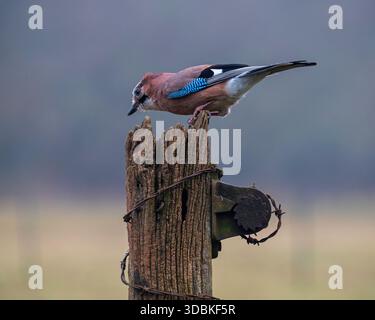 Ein Jay, Garrulus glandarius, stand auf einem Holzpfosten bei Dean Masons „Windows on Wildlife“ in der Nähe von Ferndown, Dorset, England Stockfoto