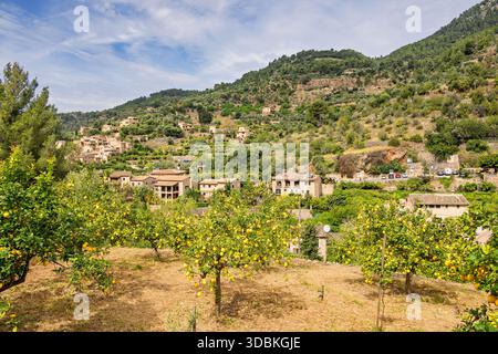 Orchard mit Reifen Zitronen in einem Dorf an einem Berghang auf dem Land Stockfoto