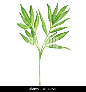 Grüner Bambuszweig mit isolierten Blättern. Chinesisches Gartenklipart. Bambusbaumelemente. Handgezeichnete Aquarellillustration für asiatisches Design, PA Stockfoto
