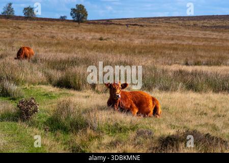 Rote Highland-Kühe weiden und ruhen auf Totley Moor, nahe Sheffield Stockfoto