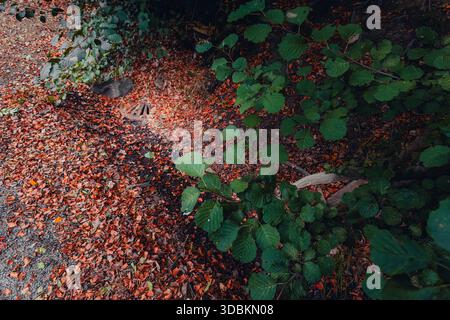 Ein Hochwinkelbild eines rustikalen Metallsturmabflusses, der teilweise von einer dicken Schicht aus rötlich-braunen Herbstblättern und grünem Laub auf einem Waldweg verdeckt wird Stockfoto