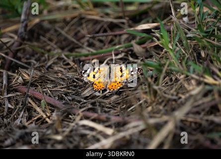 Gemalter Lady Butterfly (Vanessa cardui) auf trockenem Boden mit Gras, dorsale Ansicht mit orangefarbenen und schwarzen Flügelmustern. Stockfoto