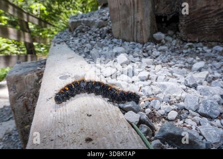 Eichenmotten raupe (Lasiocampa quercus) Stockfoto