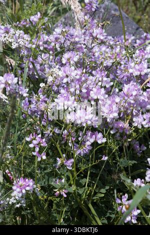 Bunte Kronenvetch (Securigera varia) Stockfoto