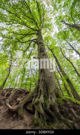 Riesige Buche mit großen Wurzeln in extremer Weitwinkeloptik Stockfoto