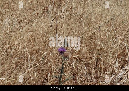 Schwalbenschwanz landete auf einer Mariendistelblüte an der archäologischen Stätte Kourion in Limassol, Zypern Stockfoto