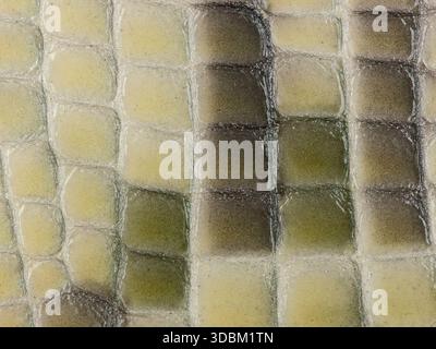 Abstrakte Textur Kunstleder Krokodil Makro Hintergrund. Stockfoto