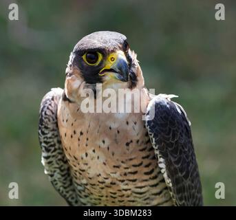 Nahaufnahme des Gesichts ein Wanderfalke (Falco Peregrinus). Stockfoto