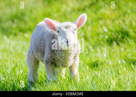 Lamm auf einem Deich Stockfoto