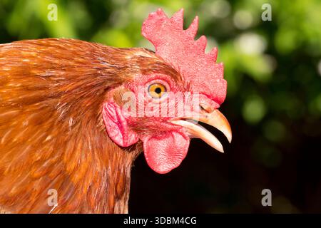 Huhn der Rasse Lohmann Brown Stockfoto