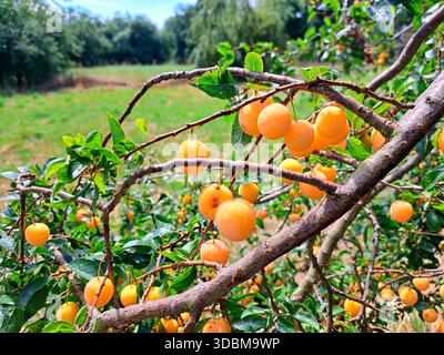 Mirabellen Pflaumen auf einem Baum Stockfoto