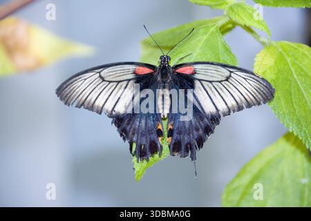 Scharlachrote Schwalbenschwanz (Papilio rumanzovia) sitzt auf einem Blatt Stockfoto