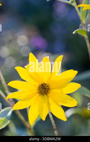 Topinambur (Helianthus Tuberosus) Stockfoto