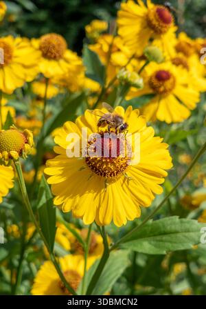 Biene auf gelben Blüten, gewöhnliche Sonnenblume (Helenium autumnale), Benediktbeuern, Bayern, Deutschland, Europa Stockfoto