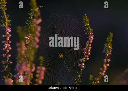 Sommerabend in der Heide, kleine Spinnen im Netz zwischen blühender Heidekraut, Naturpark Lüneburger Heide, Deutschland, Niedersachsen Stockfoto