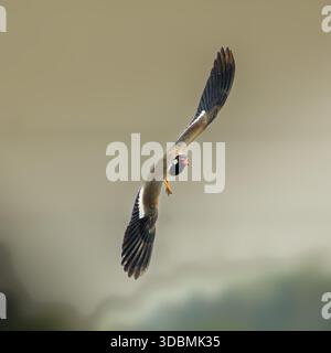 Ein auffälliger Vogel, der mitten im Flug gefangen wurde, mit vollständig ausgebreiteten Flügeln, die kräftige weiße Markierungen auf dunklen Federn zeigen. Stockfoto